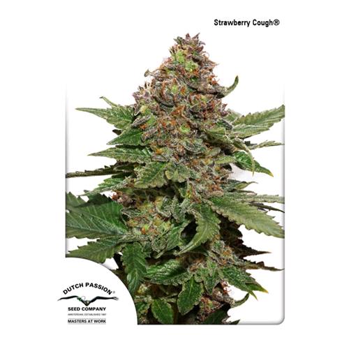 DUTCH PASSION - STRAWBERRY COUGH FEM - 10 SEMI