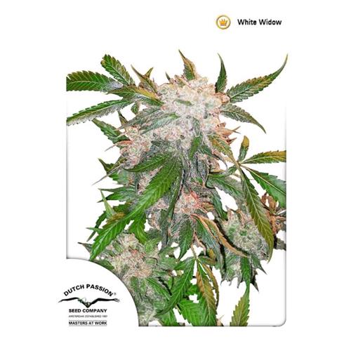 DUTCH PASSION - WHITE WIDOW FEM - 100 SEMI