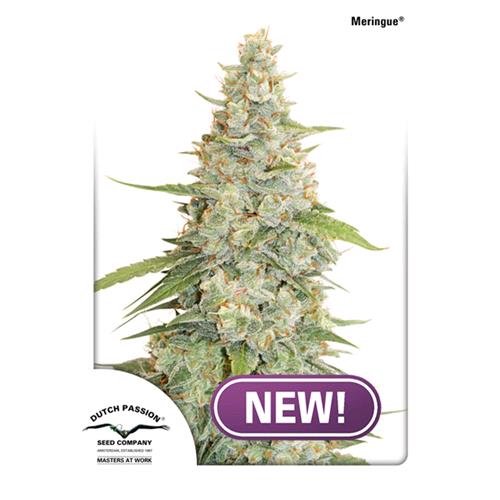 DUTCH PASSION - MERINGUE FEM - 5 SEMI