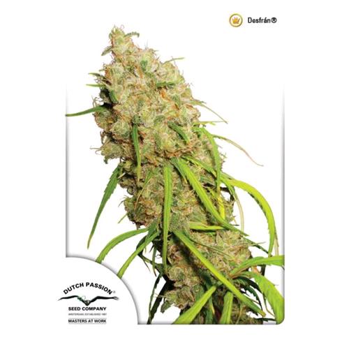 DUTCH PASSION - DESFRAN AUTO - 7 SEMI