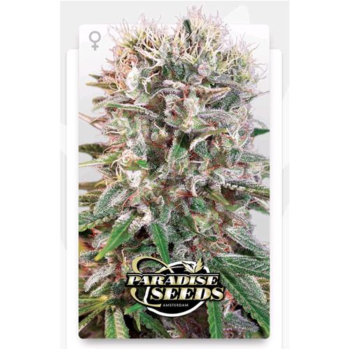 PARADISE SEEDS - WAPPA FEM - 3 SEMI