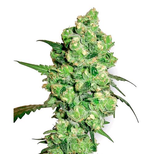 FINO A ESAURIMENTO SCORTE SENSI SEEDS - SUPER SKUNK FEMMINIZZATA - 1 SEME