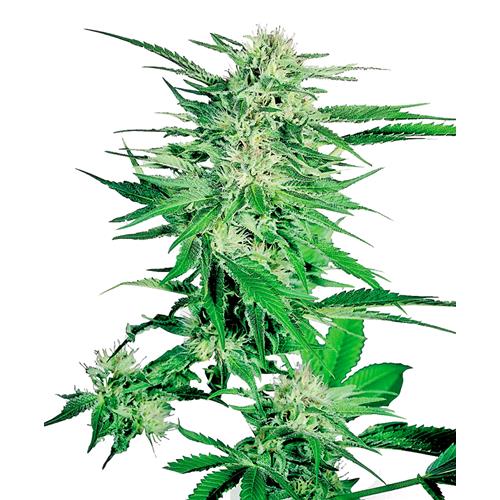 SENSI SEEDS - BIG BUD FEMMINIZZATA - 5 SEMI