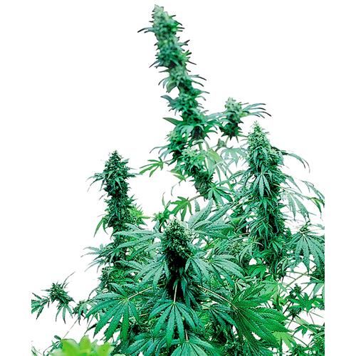 SENSI SEEDS - EARLY SKUNK FEMMINIZZATA - 10 SEMI