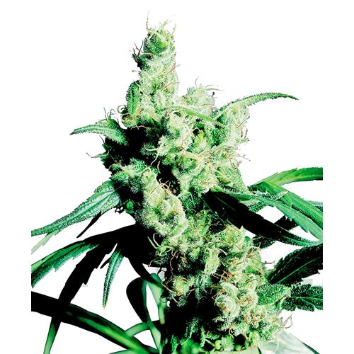 SENSI SEEDS - SILVER HAZE FEMMINIZZATA - 3 SEMI