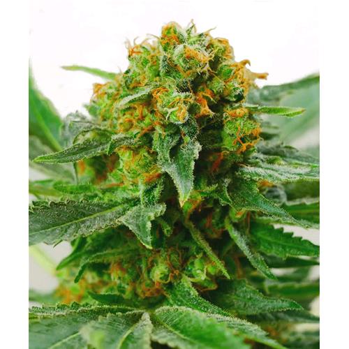 SENSI SEEDS - JACK HERER REGOLARE - 10 SEMI