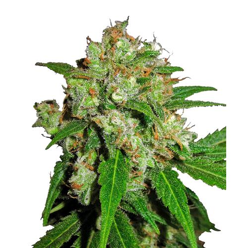 SENSI SEEDS - SENSI SKUNK FEMMINIZZATA - 10 SEMI