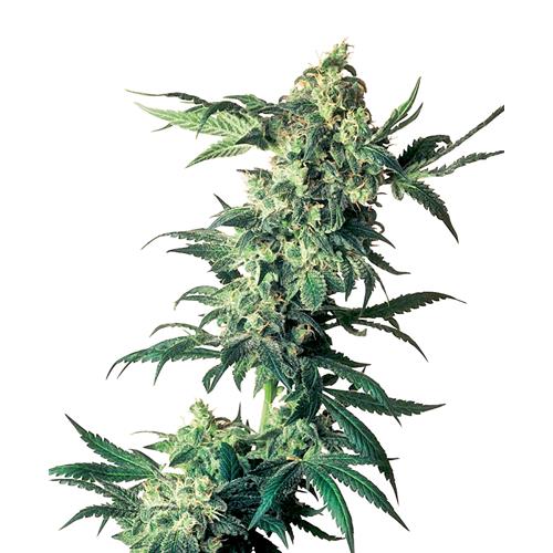 SENSI SEEDS - NORTHERN LIGHTS REGOLARE - 10 SEMI