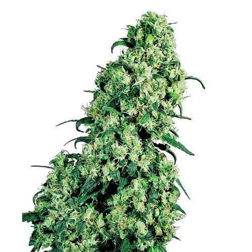 SENSI SEEDS - SKUNK #1 REGOLARE - 10 SEMI