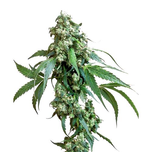 SENSI SEEDS - JACK FLASH #5 FEMMINIZZATA - 3 SEMI