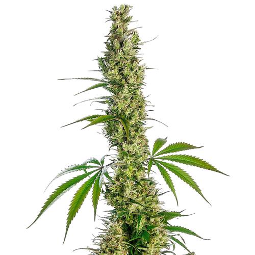 FINO A ESAURIMENTO SCORTE SENSI SEEDS - EAGLE BILL REGOLARE - 10 SEMI