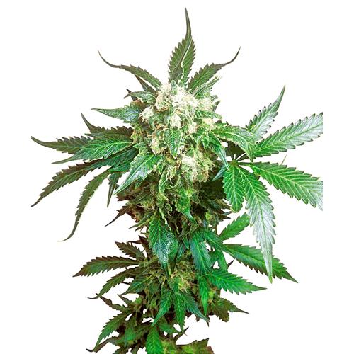 SENSI SEEDS - BLACK DOMINA FEMMINIZZATA - 3 SEMI