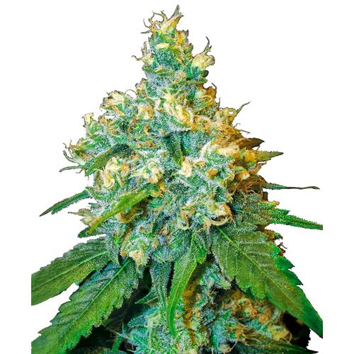 SENSI SEEDS - JACK HERER FEMMINIZZATA - REDUX SERIES - 10 SEMI