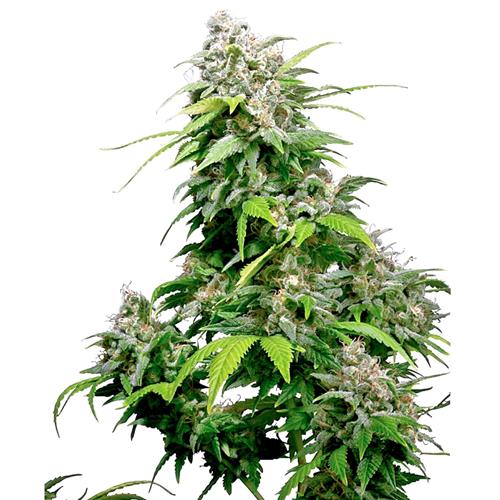 SENSI SEEDS - CALIFORNIA INDICA FEMMINIZZATA - REDUX SERIES - 10 SEMI