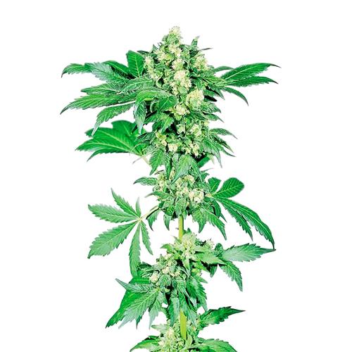 SENSI SEEDS - AFGHANI #1 REGOLARI - 10 SEMI