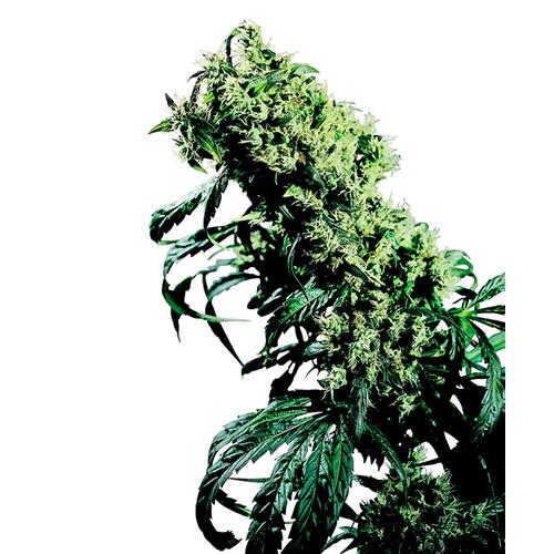 SENSI SEEDS - NORTHERN LIGHTS#5 X HAZE FEMMINIZZATA - 10 SEMI