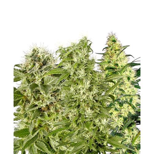 SENSI SEEDS - MIX FEMMINIZZATE - 20 SEMI