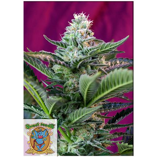 FINO A ESAURIMENTO SCORTE SWEET SEEDS - MOHAN RAM AUTO - 5+2 SEMI