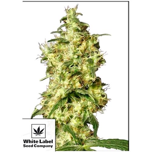 WHITE LABEL - WHITE WIDOW AUTOMATICA - 3 SEMI