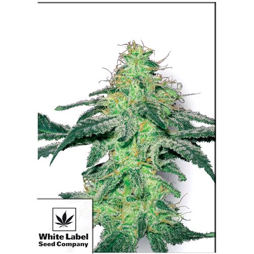 WHITE LABEL - WHITE SKUNK FEMMINIZZATA - 3 SEMI