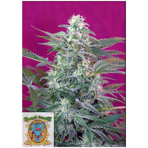 FINO A ESAURIMENTO SCORTE SWEET SEEDS - BIG FOOT FEM - 3+1 SEMI