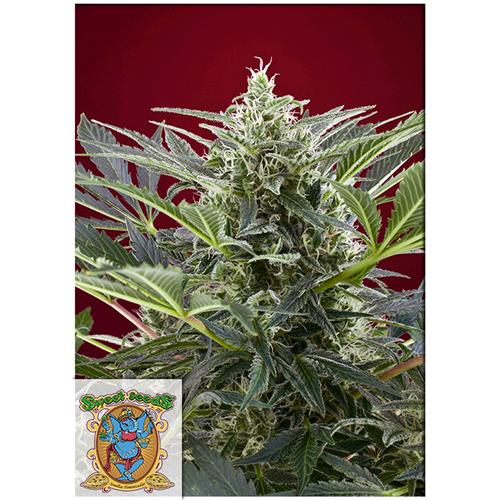 FUORI PRODUZIONE SWEET SEEDS - CREAM 47 FEM - BULK 500 SEMI
