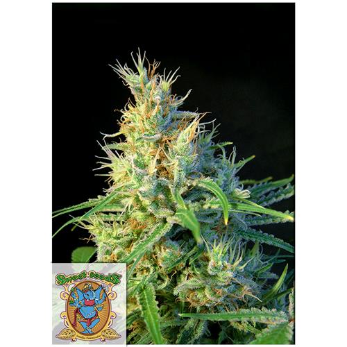 SWEET SEEDS - PSICODELICIA FEM - 3+1 SEMI