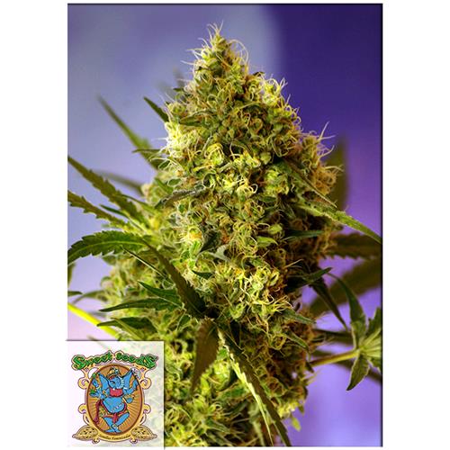FINO A ESAURIMENTO SCORTE SWEET SEEDS - BIG DEVIL #2 AUTO - 5+2 SEMI