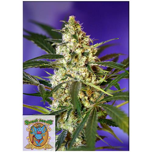 FUORI PRODUZIONE SWEET SEEDS - FAST BUD #2 AUTO - BULK 25 SEMI