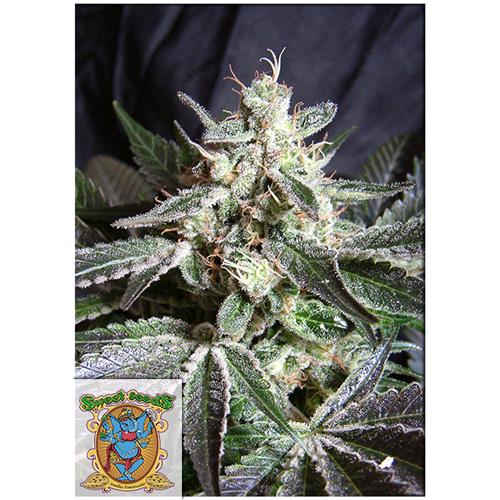 SWEET SEEDS - BLACK JACK FEM - BULK 25 SEMI