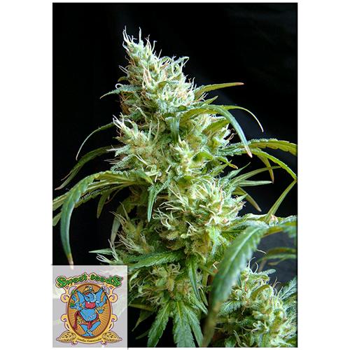 FINO A ESAURIMENTO SCORTE SWEET SEEDS - FLASH BACK #2 FEM - 3+1 SEMI