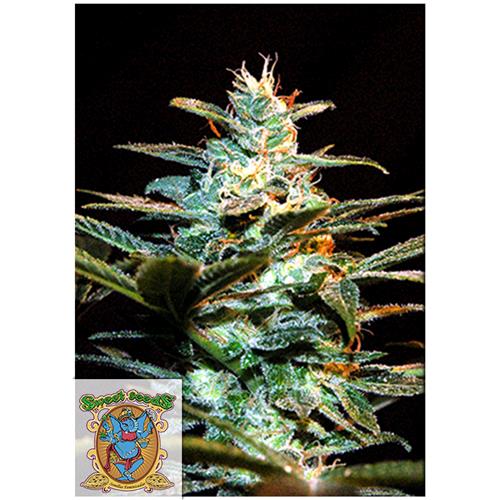 SWEET SEEDS - JACK 47 FEM - 3+1 SEMI