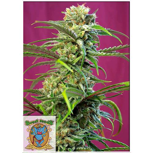 FINO A ESAURIMENTO SCORTE SWEET SEEDS - SWEET TAI FEM - 3+1 SEMI