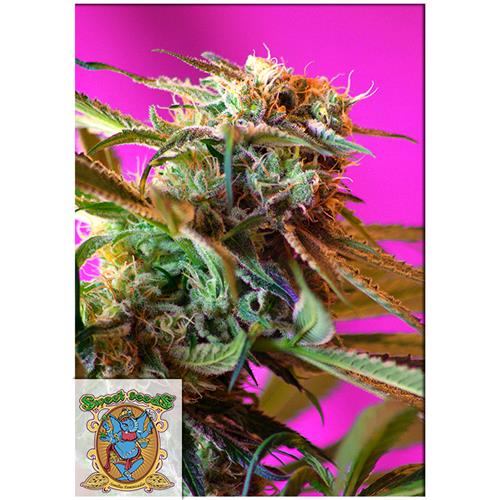 FINO A ESAURIMENTO SCORTE SWEET SEEDS - WILD ROSE FEM - 3+1 SEMI
