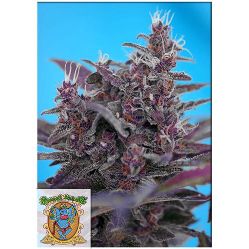 SWEET SEEDS - BLACK CREAM AUTO - 3+1 SEMI