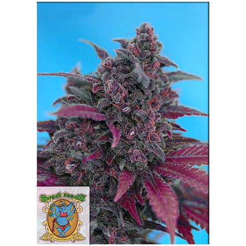 SWEET SEEDS - DARK DEVIL AUTO - BULK 500 SEMI