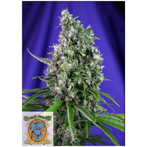 FINO A ESAURIMENTO SCORTE SWEET SEEDS - SWEET TRAINWRECK AUTO - 5+2 SEMI