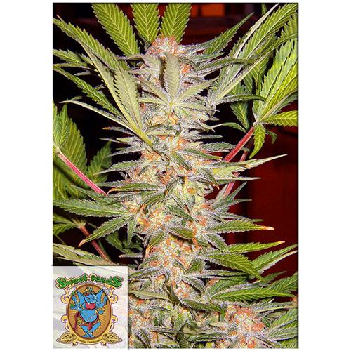 SWEET SEEDS - SAD SWEET AFGANI DELICIOUS FEM - F1 FAST VERSION - BULK 500 SEMI
