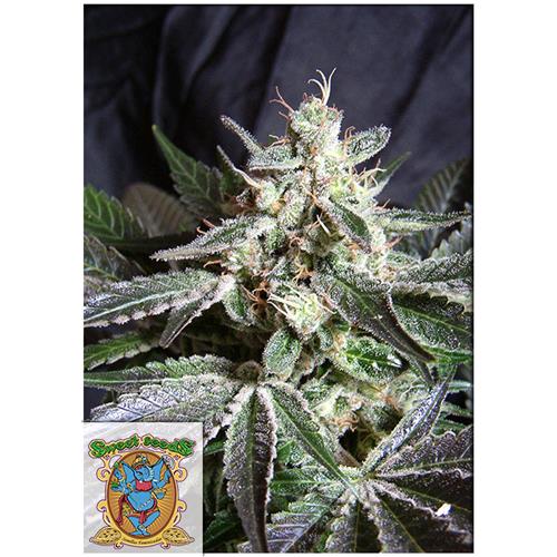 FUORI PRODUZIONE SWEET SEEDS - BLACK JACK FEM - F1 FAST VERSION - 3+1 SEMI