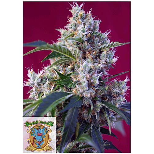 FINO A ESAURIMENTO SCORTE SWEET SEEDS - INDIGO BERRY KUSH FEM - 5+2 SEMI