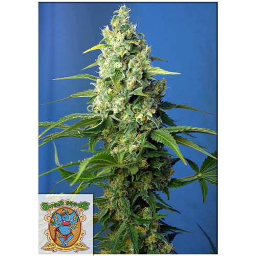 SWEET SEEDS - HONEY PEACH AUTO CBD - 5 SEMI