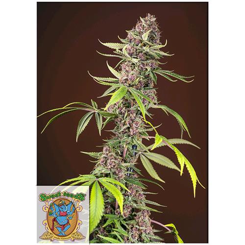 SWEET SEEDS - RED MANDARINE FEM - F1 FAST VERSION - 5+2 SEMI
