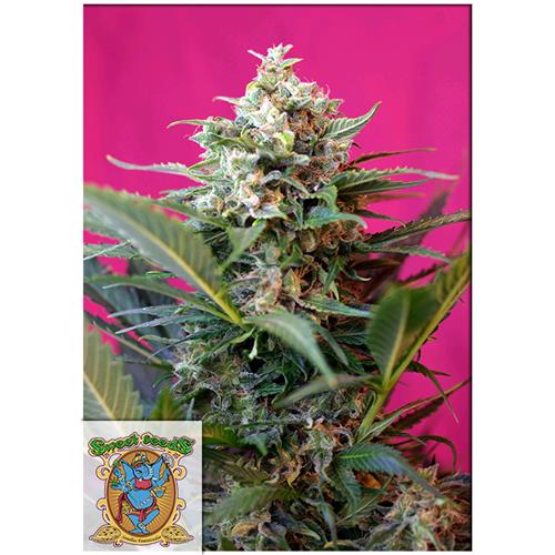 SWEET SEEDS - BIG DEVIL XL AUTO - BULK 500 SEMI