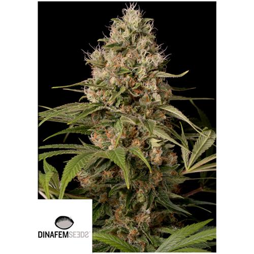 DINAFEM - SHARK SHOCK CBD - 5 SEMI
