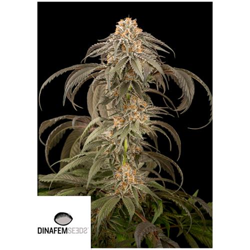 DINAFEM - PURPLE AFGHAN KUSH - 10 SEMI