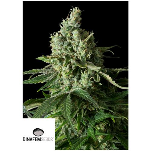 DINAFEM - MOBY DICK CBD FEMMINIZZATA - 5 SEMI