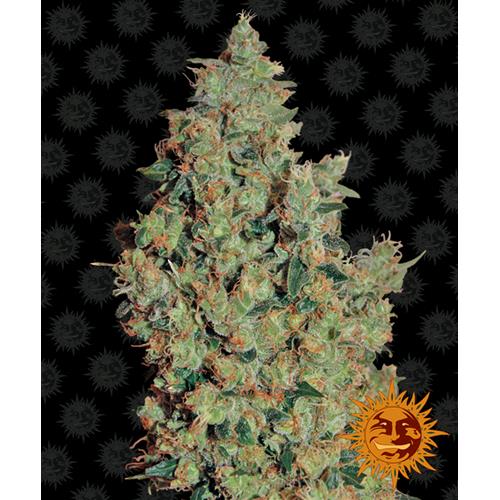 BARNEY'S FARM - TANGERINE DREAM FEMMINIZZATA - 5 SEMI