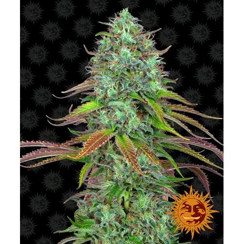 BARNEY'S FARM - LSD AUTO - 10 SEMI