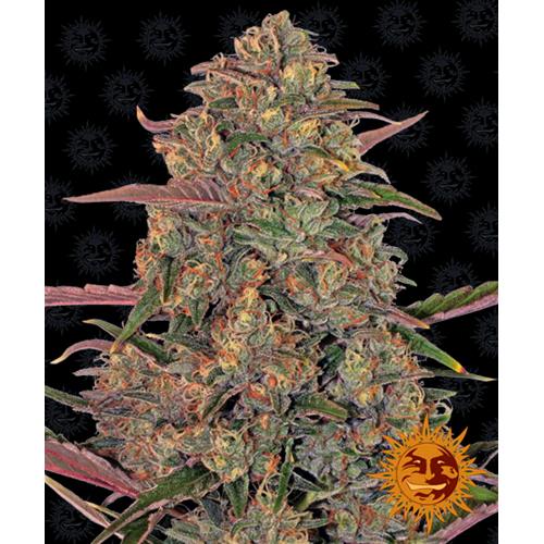 BARNEY'S FARM - PINEAPPLE CHUNK FEM - 5 SEMI