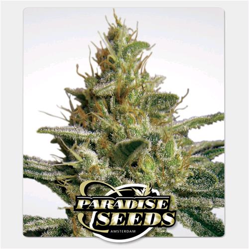 PARADISE SEEDS - ALLKUSH FEM - 5 SEMI